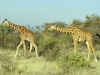 Reticulated Giraffe 2