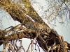 Leopard Resting