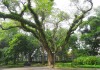 Hanoi (Other Photos)   6    20190112_0118