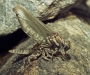 Dragonfly Emerging From Nymph Case