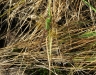 Dragonfly at Killarney