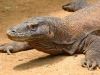 Komodo Dragons - 1 IMG_8753