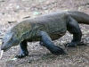 Komodo Dragons -2 IMG_8761