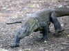 Komodo Dragons - 3 IMG_8763