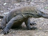 Komodo Dragons - 4 IMG_8769