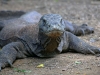 Komodo Dragons - 5 IMG_8786