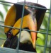 Kuala Lumpur Bird Park - 2b    20181212_0305