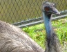 Kuala Lumpur Bird Park - 3    20181212_0343