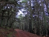 Moroccan Landscapes - 1 cedar-forest-near-tazzeka-summit-2