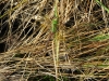 Nature in Canadian Places - Insects - 1   Killarney Provincial Park 2