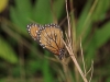 Costa Rica Fauna - 5