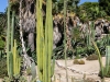 Orto Botanico di Cagliari, Sardinia - 2