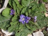 Plants in the Cities & Countryside of Sicily: Segesta - 1