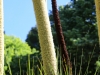 Real Jardin Botanico de Madrid - 5c   Xanthorrhoea quadrangulataS.Australia20170507