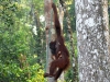 Nature in Sarawak, Malaysia - Primates - 1a IMG_0058