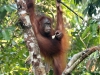 Nature in Sarawak, Malaysia - Primates - 1h IMG_0066