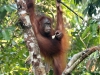 Nature in Sarawak, Malaysia - Primates - 1h IMG_0066