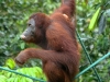Nature in Sarawak, Malaysia - Primates - 1b IMG_0071