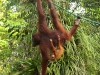 Nature in Sarawak, Malaysia - Primates - 1c IMG_0078