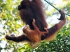 Nature in Sarawak, Malaysia - Primates - 1d IMG_0081