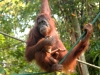 Nature in Sarawak, Malaysia - Primates - 1f IMG_0088