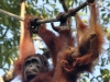 Nature in Sarawak, Malaysia - Primates - 1g IMG_0102 copy