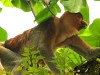 Nature in Sarawak, Malaysia - Animals - 3a IMG_0123
