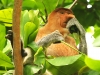 Nature in Sarawak, Malaysia - Animals - 3c IMG_0134