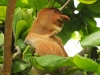 Nature in Sarawak, Malaysia - Animals - 3d IMG_0140