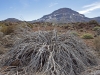 Splayed Plant Remains