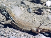 Mt. Teide Lizard