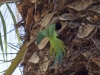 Tenerife  Indian Ringnecks - 1