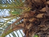 Tenerife Indian Ringnecks -  2