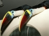 Red Billed Toucans 1
