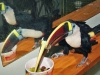 Red Billed Toucans 2