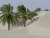 Date Palms and Dunes