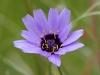 blue-flowert